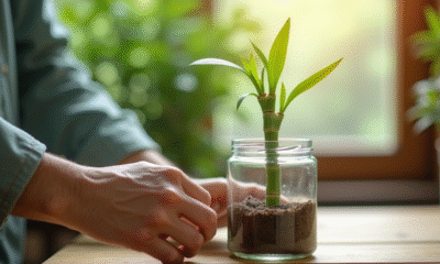 Mains plantant un bambou dans un verre d'eau naturel